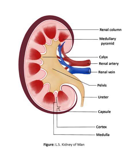 kidney stone treatment in Madurai